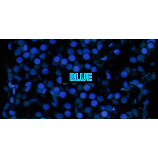 PEARL PIP BLUE LUME FOR BEZEL INSERT FOR ROLEX SUBMARINER 16800 16808 16610 GOLD